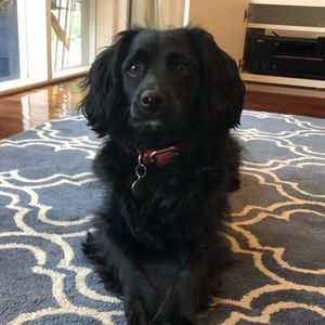 Meet your Posher, Lily